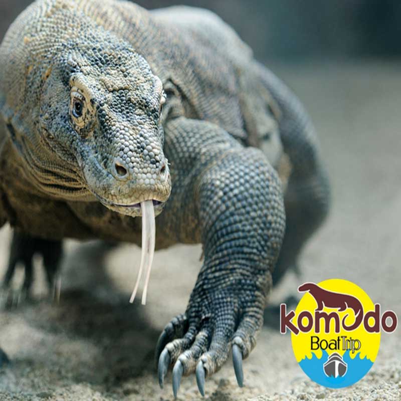 Komodo Boat Trip, Komodo Tour and Travel