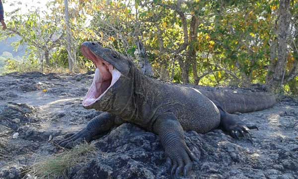 Pilih Durasi Tour yang Anda Butuhkan di Komodo Boat Trip